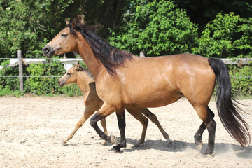 Beautiful thoroughbred foal and mare posing for cameras at rural equestrian farm