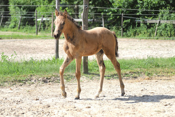 Naklejka na ściany i meble Cute newborn filly playing alone in the paddock on hot summer afternoon