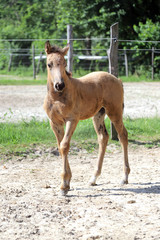Cute newborn filly playing alone in the paddock on hot summer afternoon