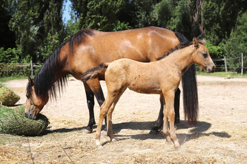Beautiful newborn foal and mother enjoying sunshine in the paddock on hot summer day