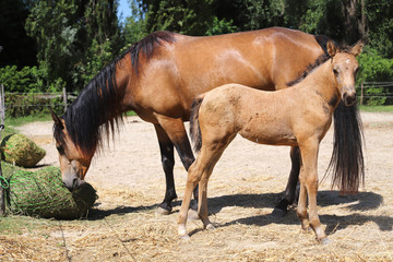 Naklejka na ściany i meble Beautiful newborn foal and mother enjoying sunshine in the paddock on hot summer day