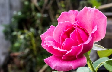 pink rose in the garden