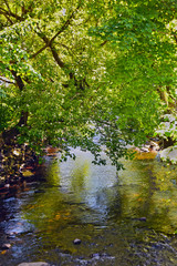 stream in the wilderness