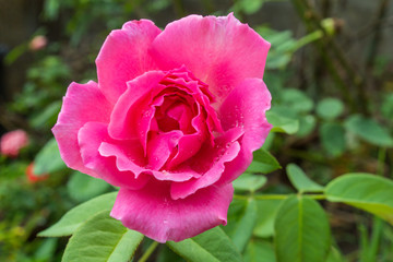 pink rose in the garden