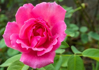 pink rose in the garden