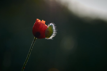red poppy flower blooms in the morning