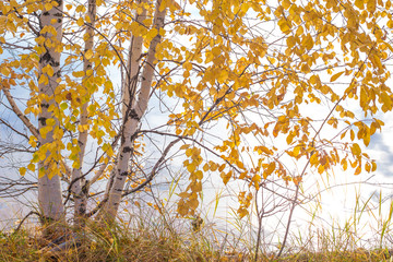 white birch with yellow leaves in autumn bent over the river