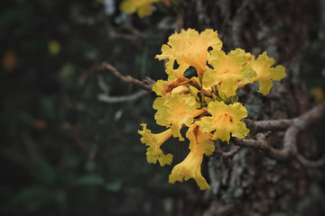 Silver trumpet tree flowers blooming in park in the morining.