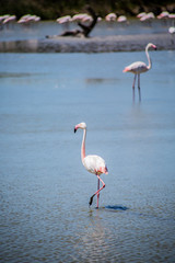 Flamant rose