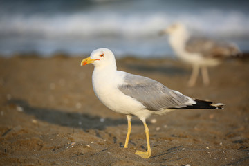 seagulls in a beach in Italy