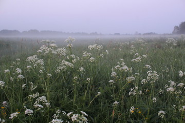 fog over the field