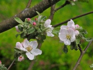 White apple tree flowers