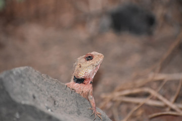 Black Necked Lizard On A Rock