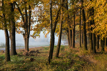 The car drove along the road near the autumn forest with yellow leaves. Selective focus.