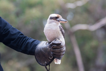 Portrait of a laughing kookaburra ,dacelo novaeguineae, with big beak sitting on the leather trainer's glove. Blue-winged kookaburra. Australia.