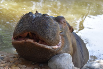 Hippopotame