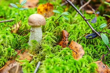 Edible small mushroom with brown cap Penny Bun leccinum in moss autumn forest background. Fungus in the natural environment. Big mushroom macro close up. Inspirational natural summer or fall landscape
