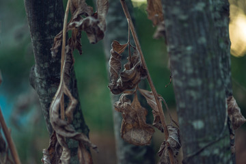 dried wildflowers in winter