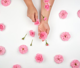 two female hands with smooth skin, white background with pink rosebuds