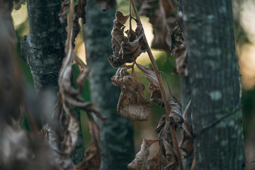 dried wildflowers in winter