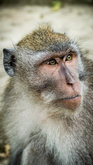 Balinese long-tailed monkey face