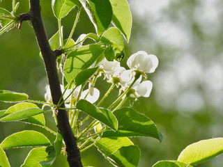 Pear tree blossom white flowers 