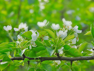 Flowering pear tree in garden