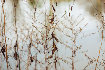 dried wildflowers in winter