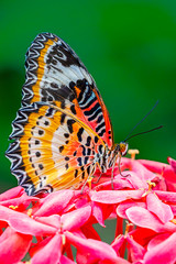 "Red-lacewing on Pink Perch"