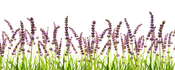 freigestellte lavendelwiese