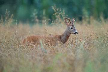 Roebuck - buck (Capreolus capreolus) Roe deer - goat