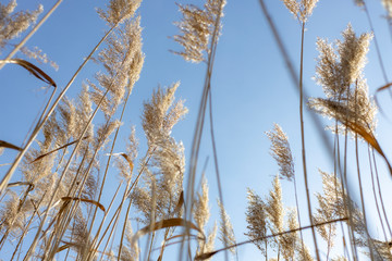 Dry reed on a cold sunny winter day in  germany