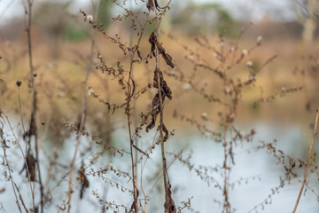 dried wildflowers in winter