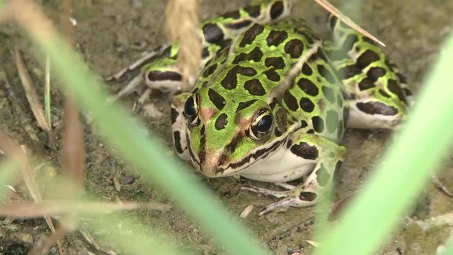 Leopard frog in swamp macro
