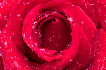 Extreme close up of a rose with rain drops. Detailed image of a rose covered with drops of fresh rain.