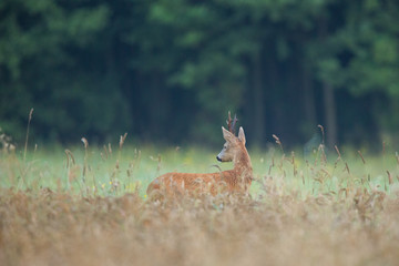 Roebuck - buck (Capreolus capreolus) Roe deer - goat