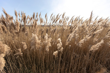 Fototapeta premium Dry reed on a cold sunny winter day in germany