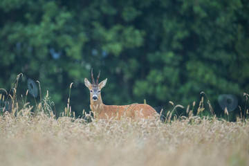 Roebuck - buck (Capreolus capreolus) Roe deer - goat