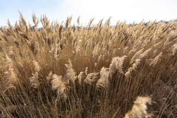 Fototapeta premium Dry reed on a cold sunny winter day in germany