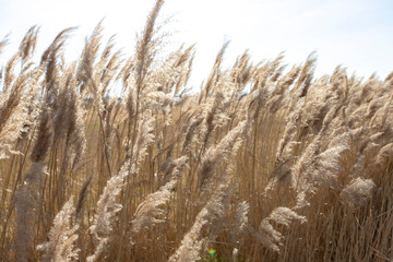 Dry reed on a cold sunny winter day in  germany