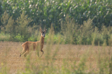 Roebuck - buck (Capreolus capreolus) Roe deer - goat