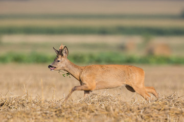 Roebuck - buck (Capreolus capreolus) Roe deer - goat