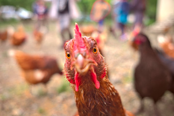 Hen looking at the camera in front