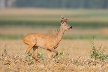 Roebuck - buck (Capreolus capreolus) Roe deer - goat