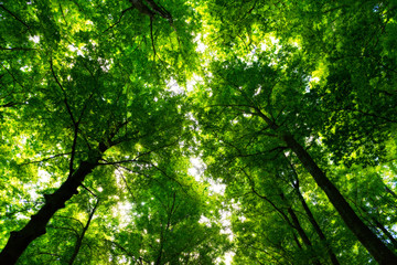 Natural Forest of Beech