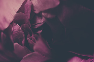 Close up vintage image of beautiful dark pink peon. Floristic decoration. Floral background....
