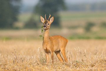 Roebuck - buck (Capreolus capreolus) Roe deer - goat