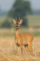 Roebuck - buck (Capreolus capreolus) Roe deer - goat