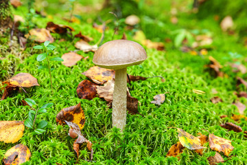 Edible small mushroom with brown cap Penny Bun leccinum in moss autumn forest background. Fungus in the natural environment. Big mushroom macro close up. Inspirational natural summer or fall landscape