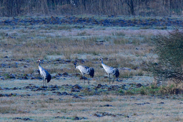 Kraniche im Frühjahr in der Oberlausitz